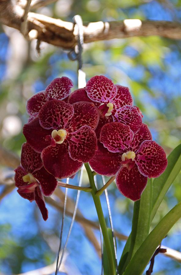 Orchid Bouquet Photograph by Michiale Schneider