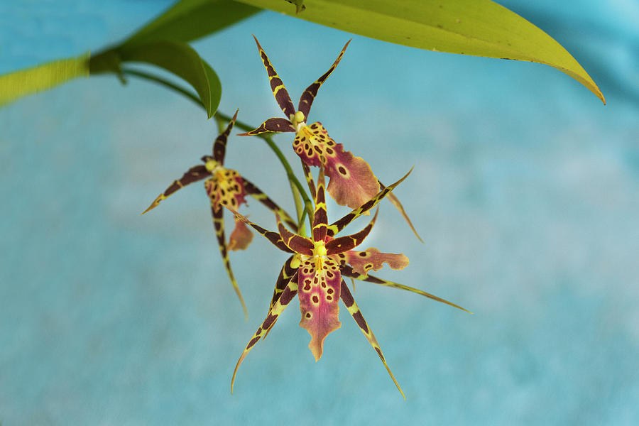 Orchid Bratonia Miltassia Shelob Tolkien 003 Photograph by Rich Franco