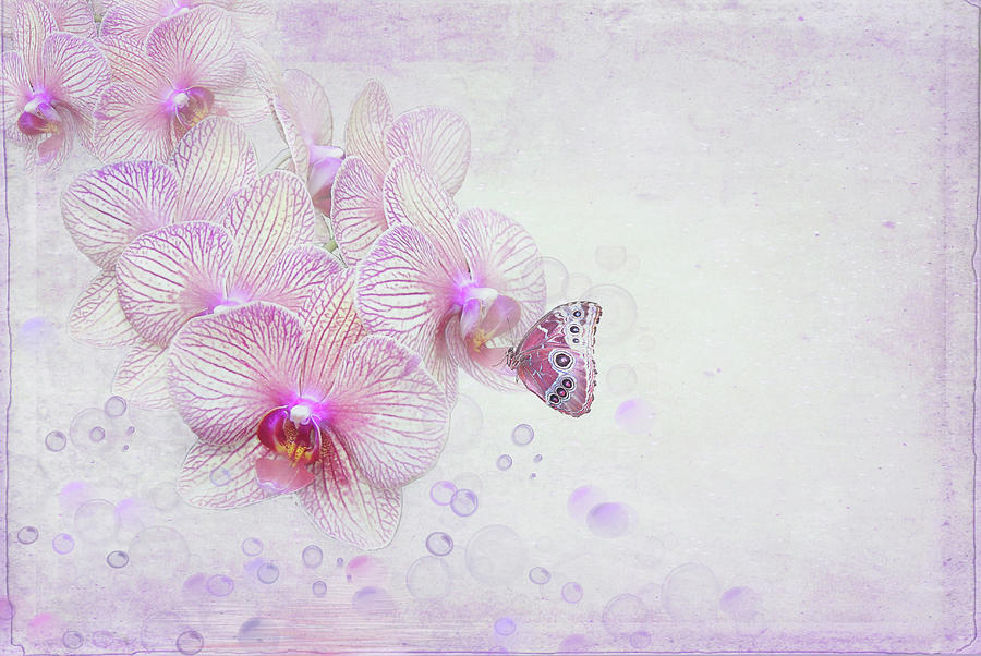 Nature Mixed Media - Orchid Bubbles by Maria Dryfhout