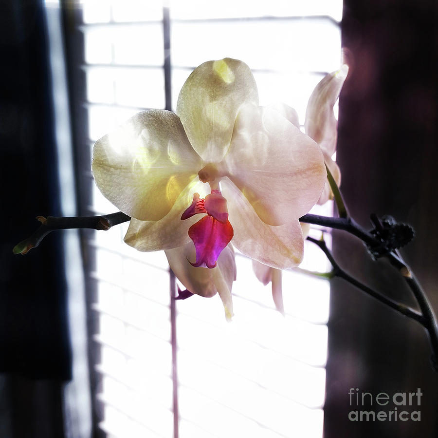 Orchid Photograph - Orchid by the Window Light by Steven Digman Orchid Photograph - Orchid by the Window Light by Steven Digman