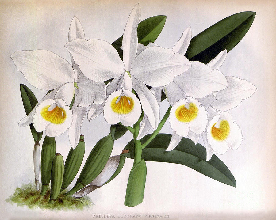Orchid, C. Eldorado Virginalis, 1891 Photograph by Biodiversity Heritage Library