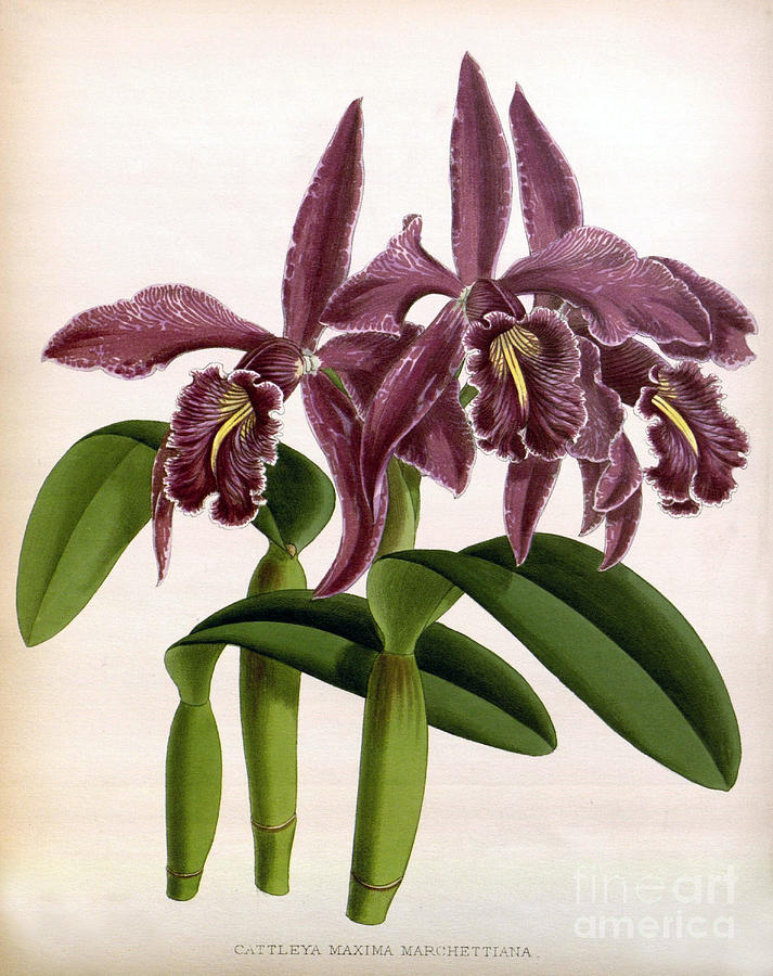Orchid, C. Maxima Marchettiana, 1891 Photograph by Biodiversity Heritage Library
