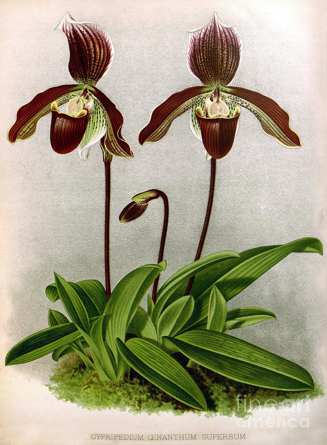 Orchid, C. Oenanthum Superbum, 1891 Photograph by Biodiversity Heritage Library