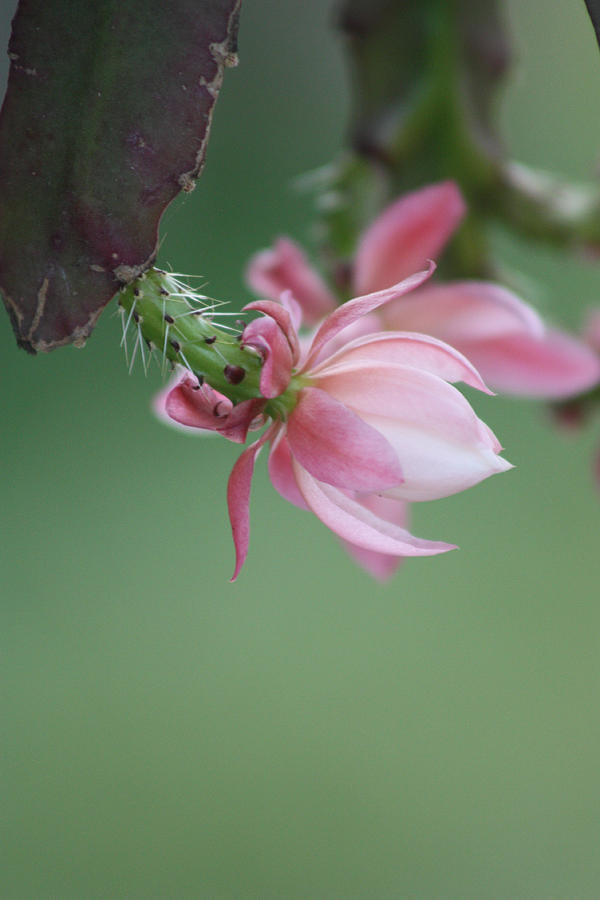 Flower Photograph - Orchid Cactus by Carol Tsiatsios