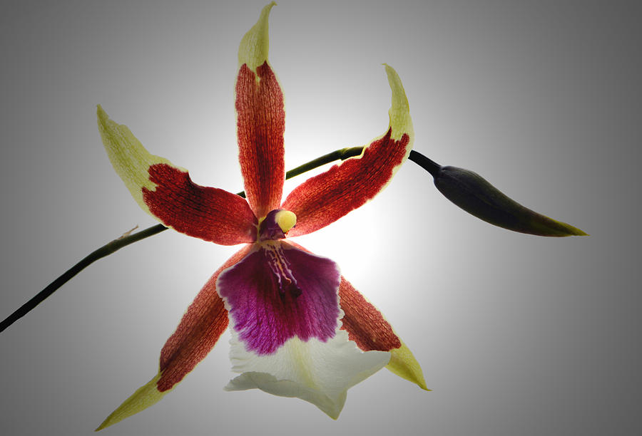 Orchid Cambria. Photograph by Terence Davis
