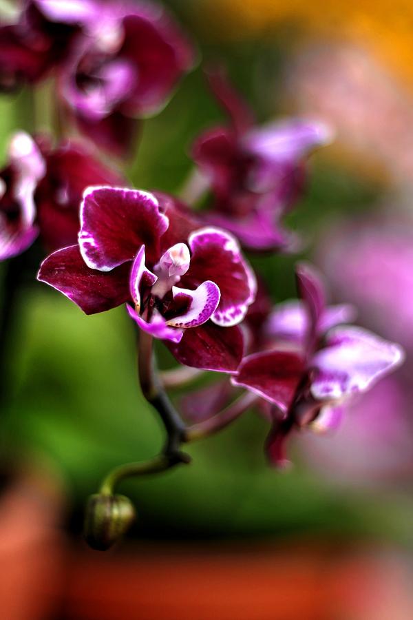 Orchid  Photograph by Carol Montoya