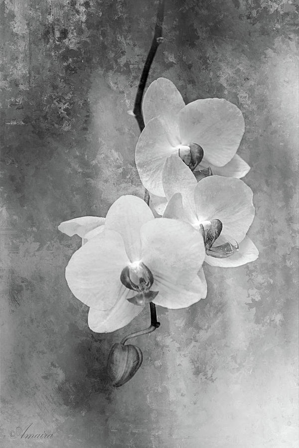 Orchid Cascade  Photograph by Maria Angelica Maira