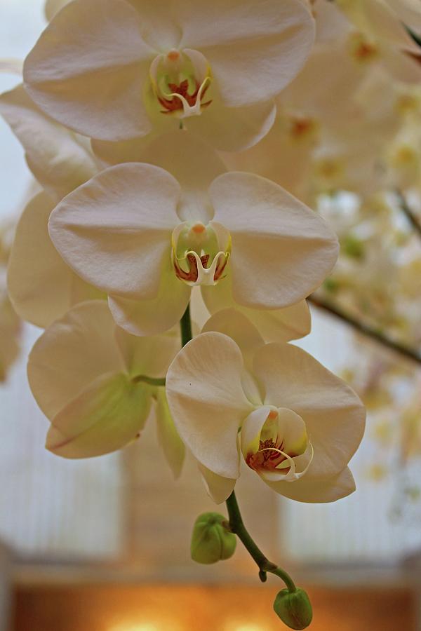 Orchid Cascade Photograph by Michiale Schneider