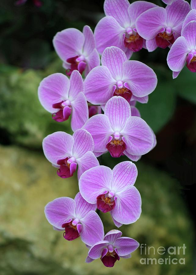 Orchid Cascade Photograph by Sabrina L Ryan