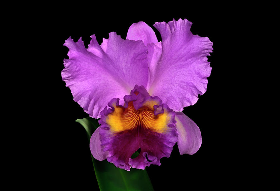 Orchid - Cattleya Bonanza  Photograph by George Bostian