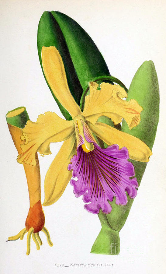 Orchid, Cattleya Dowiana, 1880 Photograph by Biodiversity Heritage Library