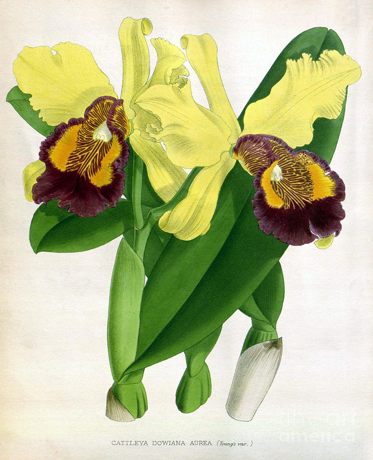 Orchid, Cattleya Dowiana Aura, 1891 Photograph by Biodiversity Heritage Library