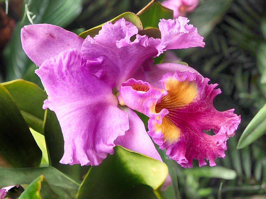 Orchid Cattleya Drumbeat Heritage Photograph by C H Apperson