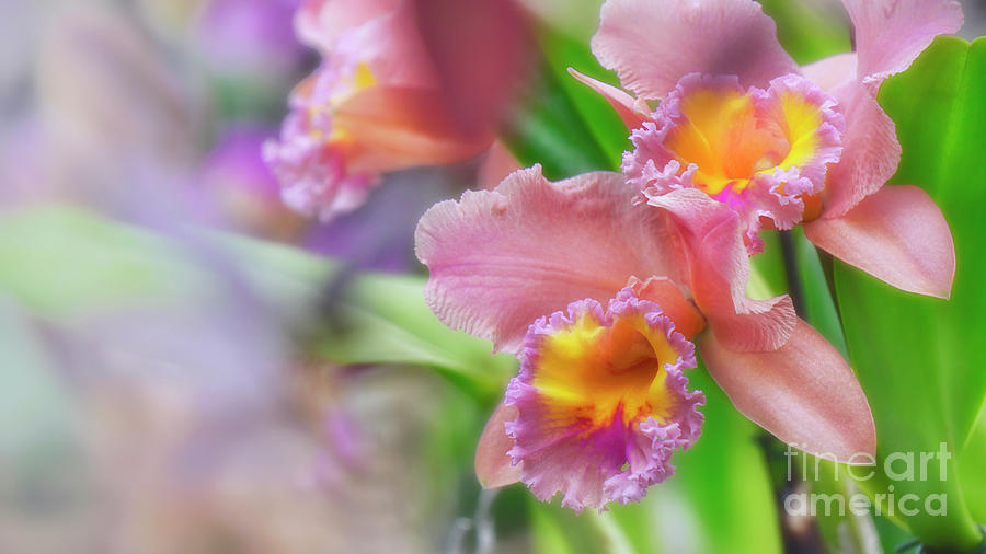 Orchid Cattleya Flowers Photograph by Charline Xia
