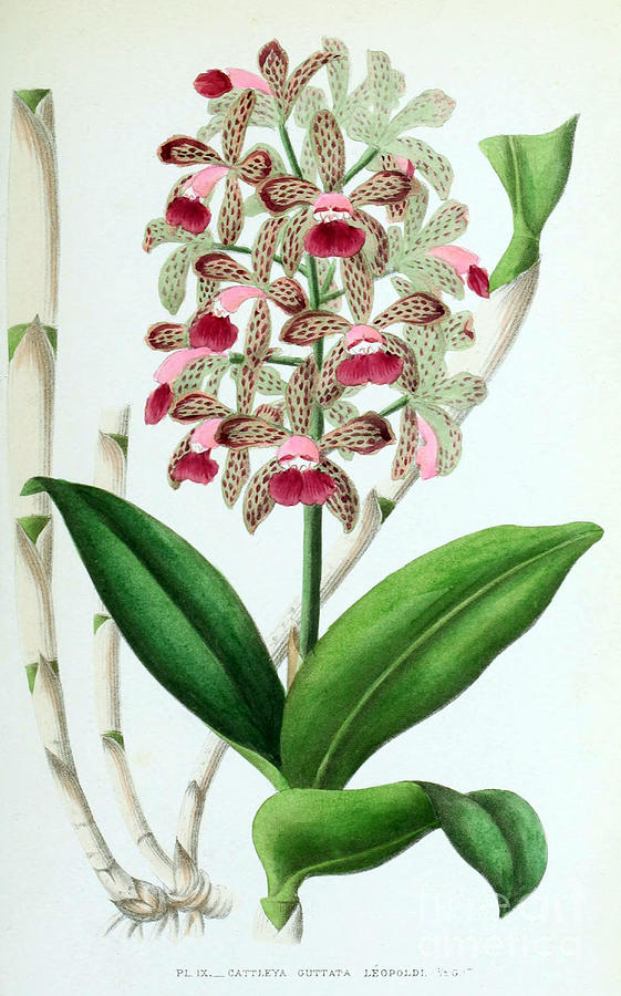 Orchid, Cattleya Guttata Leopoldi, 1880 Photograph by Biodiversity Heritage Library