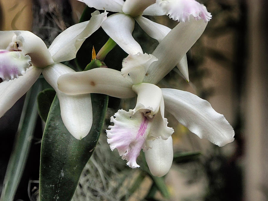 Orchid Cattleya Intermedia Photograph by C H Apperson