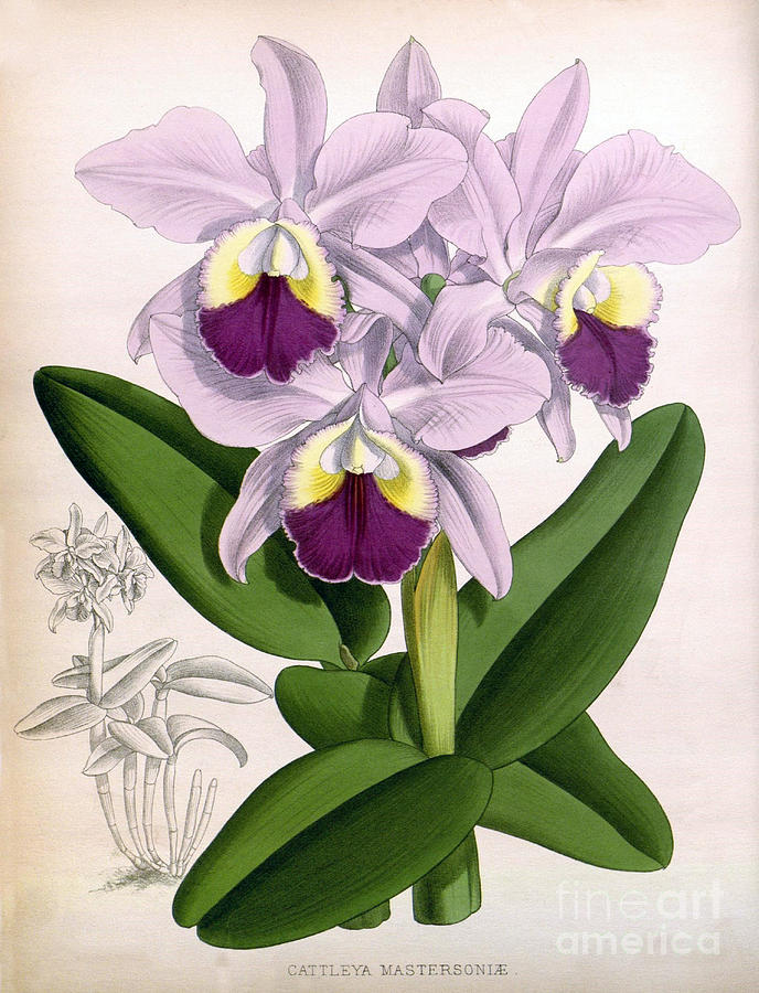 Orchid, Cattleya Mastersoniae, 1891 Photograph by Biodiversity Heritage Library