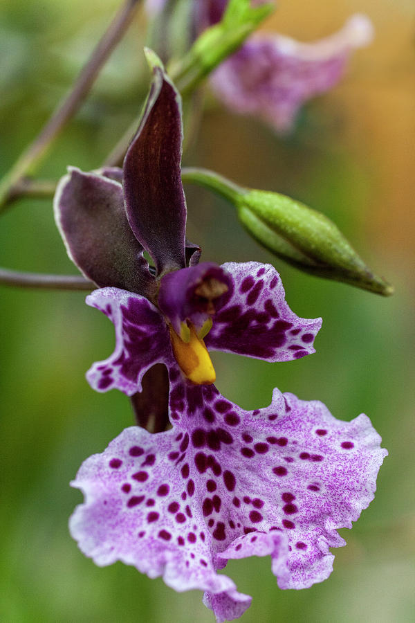 Orchid - Caucaea rhodosticta Photograph by Heiko Koehrer-Wagner