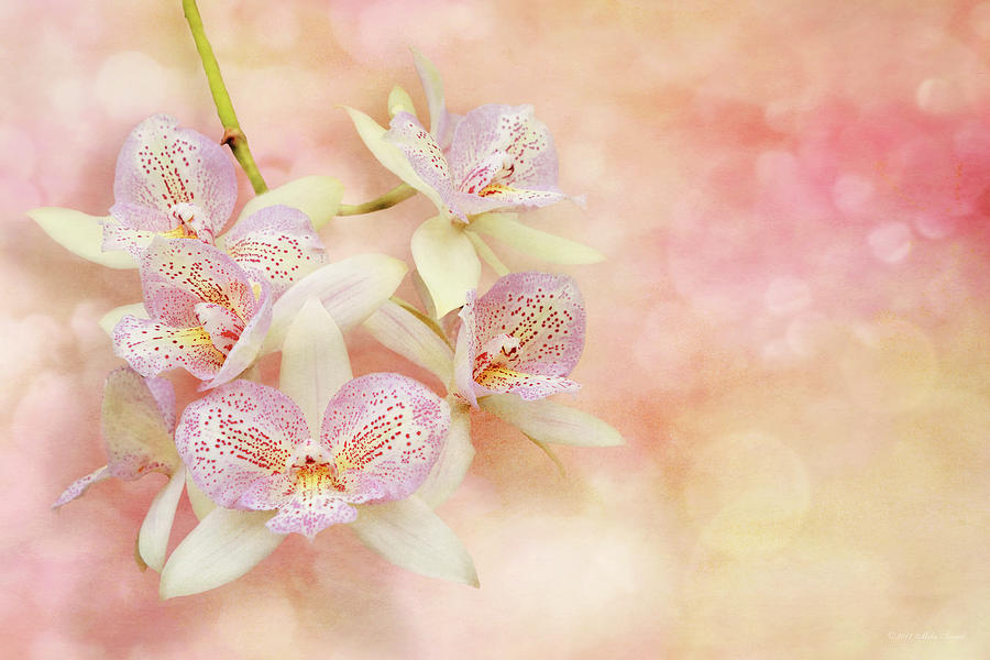 Orchid - Caulocattleya - The twinkle in my eye Photograph by Mike Savad