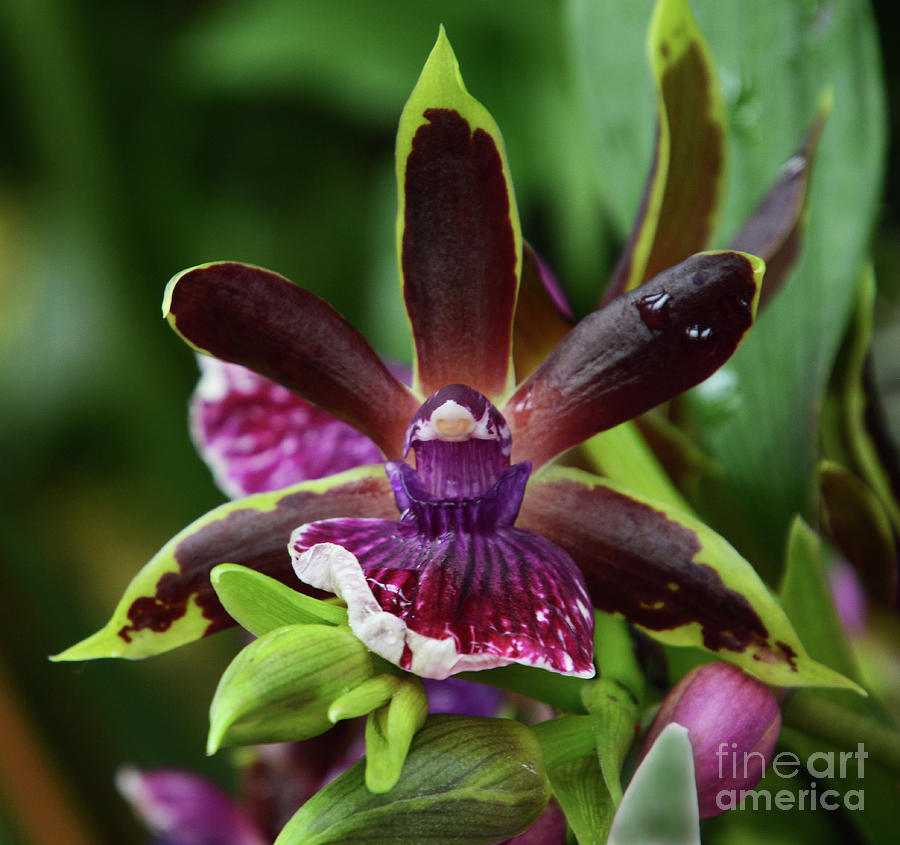 Orchid Center Photograph by Cindy Manero