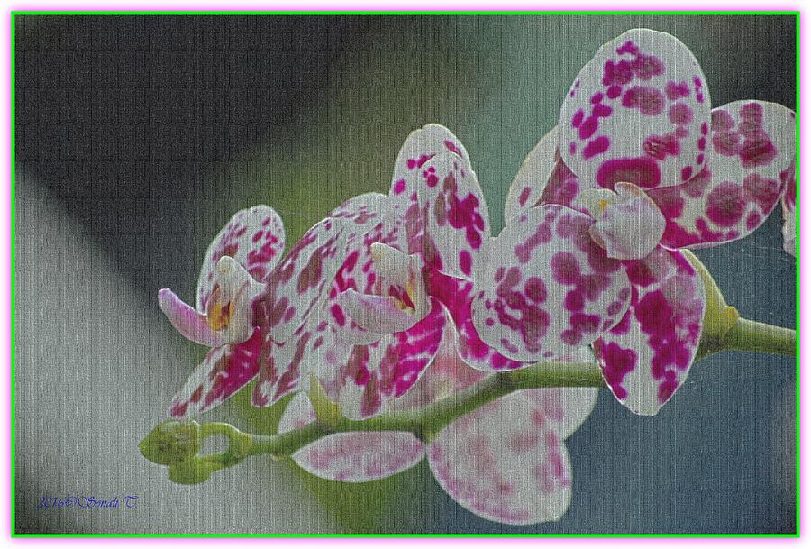 Orchid Charm Digital Art by Sonali Gangane