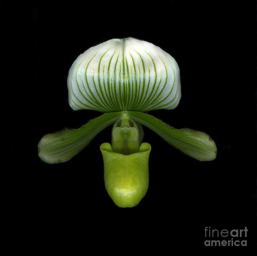 Orchid Photograph by Christian Slanec