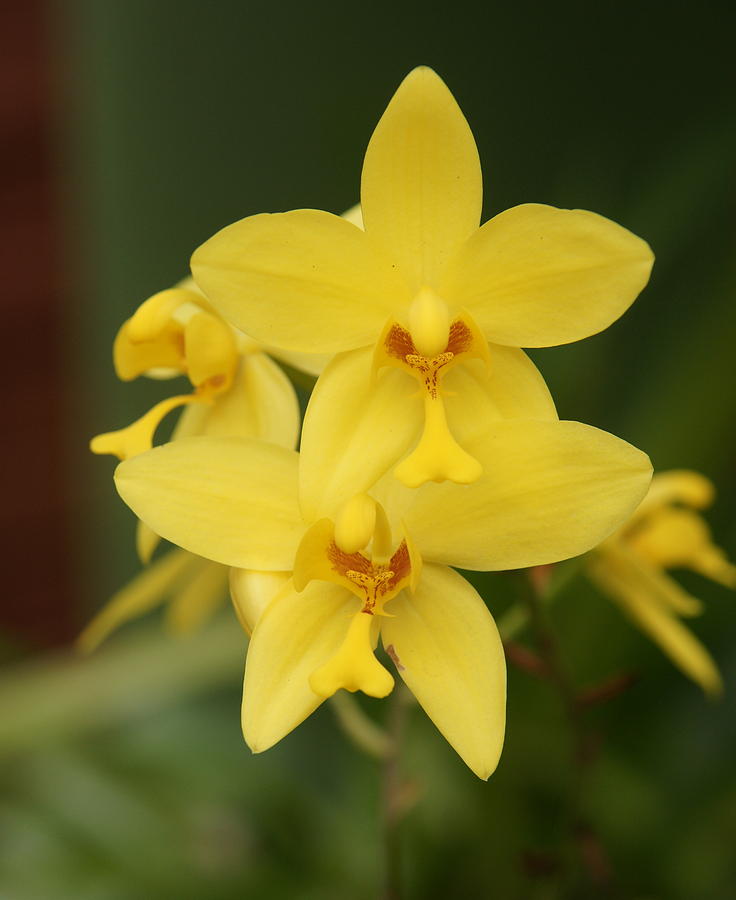 Orchid Photograph - Orchid by Olaf Christian Orchid Photograph - Orchid by Olaf Christian