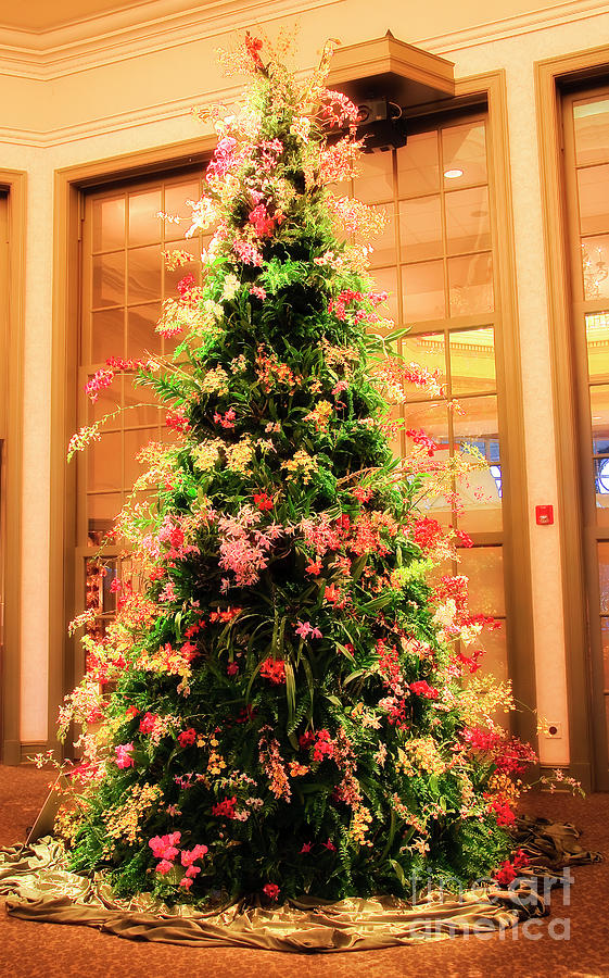Orchid Christmas Tree Photograph by Jill Lang