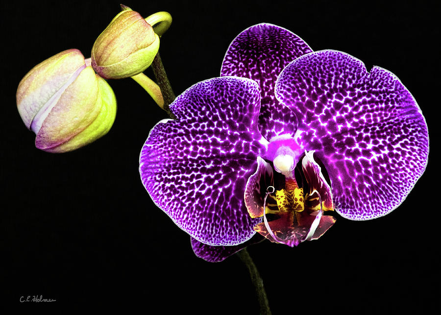 Orchid Photograph by Christopher Holmes