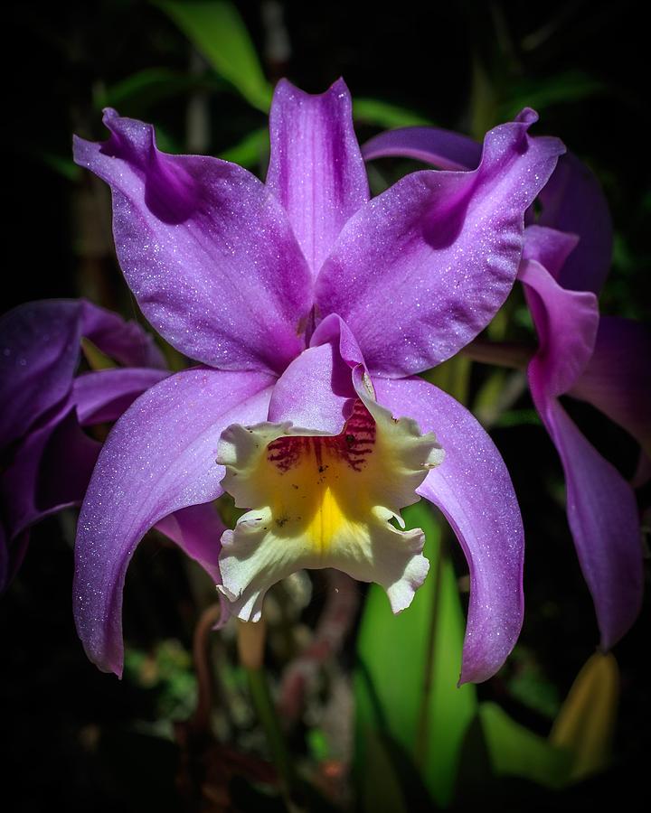 Orchid Photograph by Christopher Perez