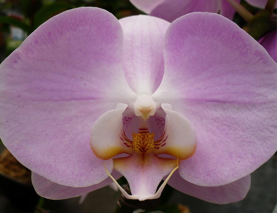 Orchid Close Photograph by Florene Welebny
