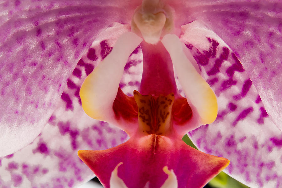 Orchid close-up Photograph by SAURAVphoto Online Store