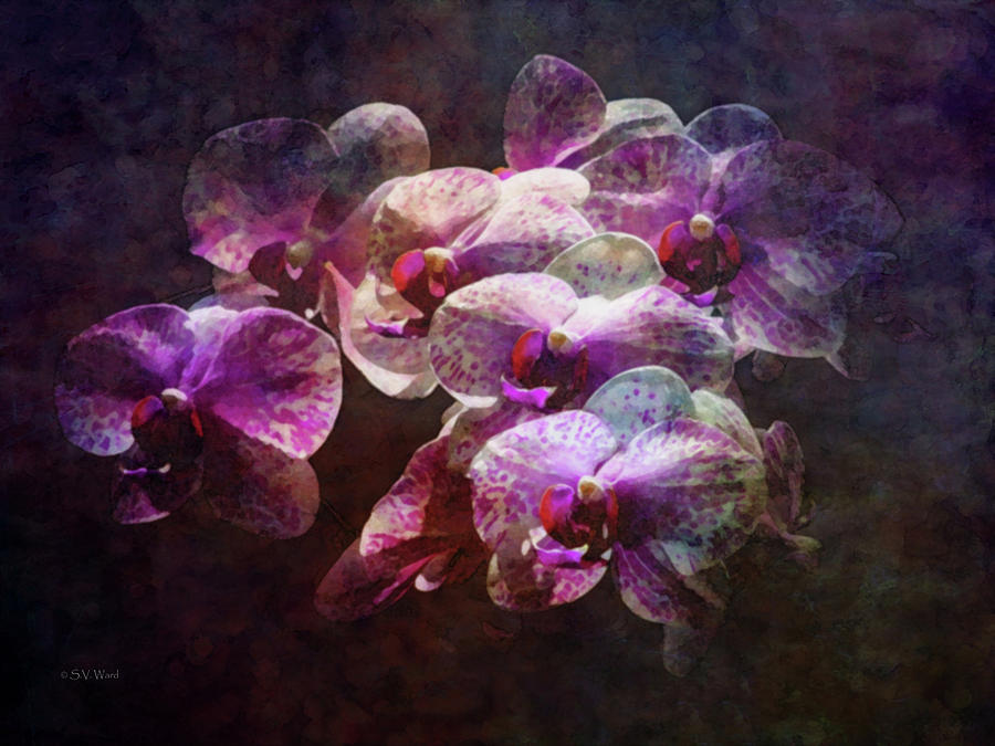 Orchid Cloud 1951 IDP_2 Photograph by Steven Ward