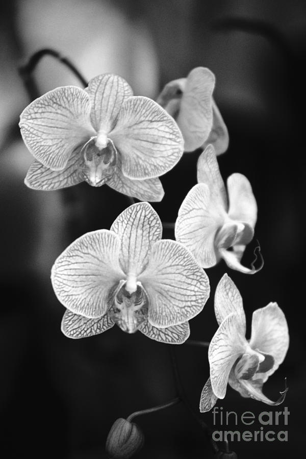 Orchid Cluster Close-up Photograph by Allan Seiden - Printscapes - Fine ...