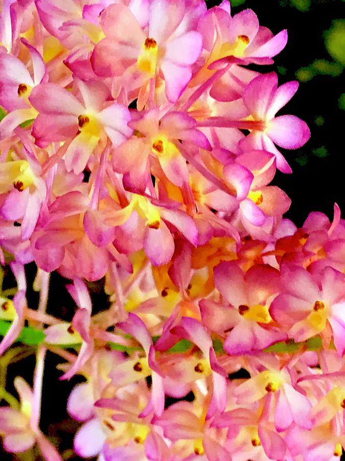 Orchid Cluster in Pink Photograph by Joalene Young