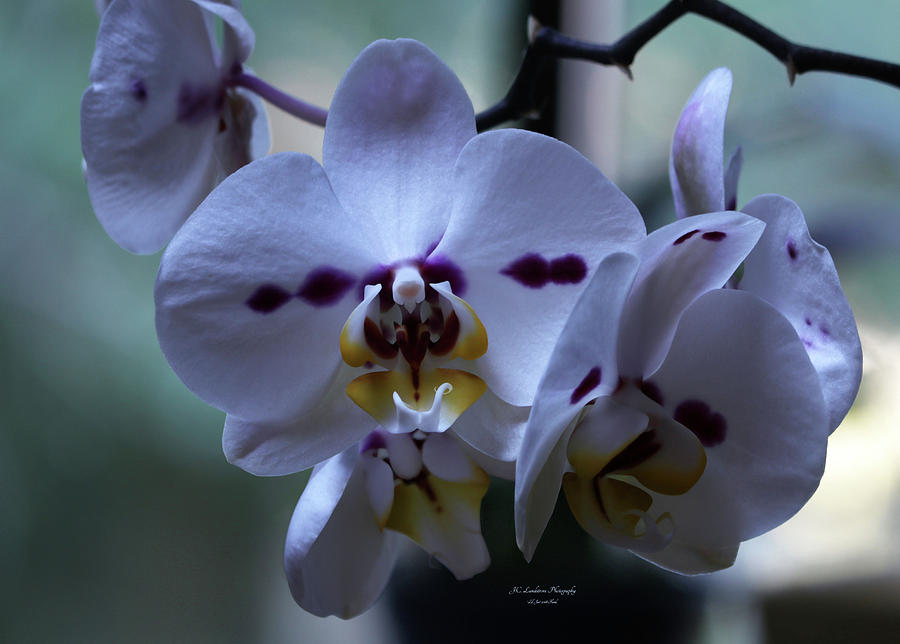 Orchid Cluster Photograph by Jeanette C Landstrom