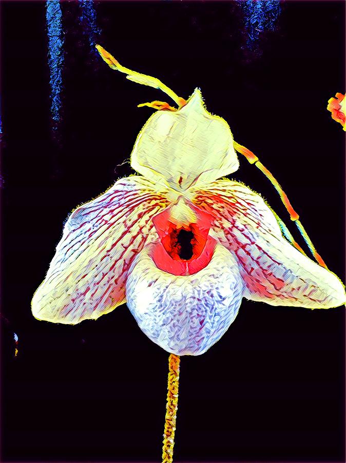 Orchid Consciousness Aloha Photograph by Joalene Young