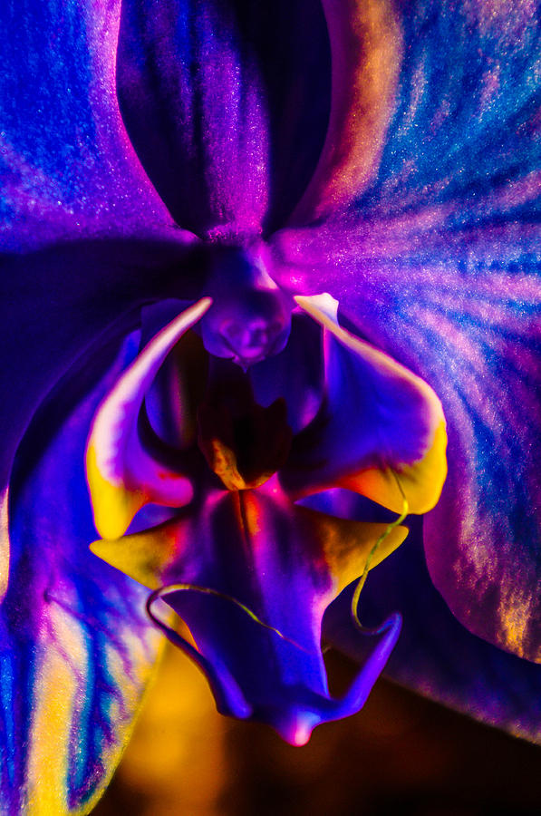 Orchid core Photograph by Gerald Kloss
