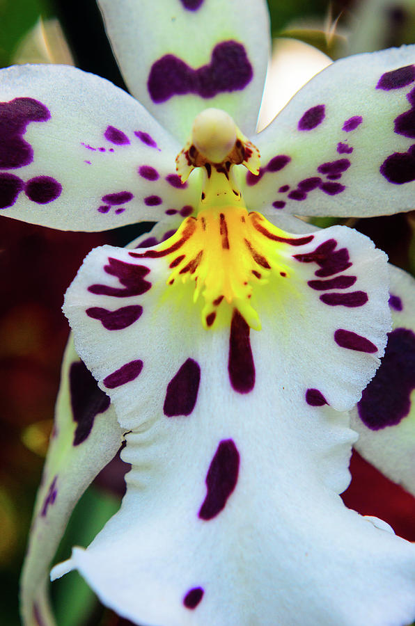 Orchid Cross Photograph by Stewart Helberg