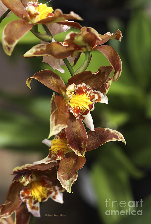 Flower Photograph - Orchid Curve by Deborah Benoit