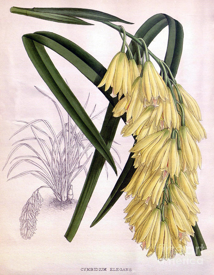 Orchid, Cymbidium Elegans, 1891 Photograph by Biodiversity Heritage Library