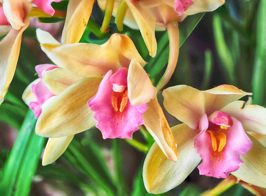Orchid Cymbidium Evening Star Photograph by C H Apperson