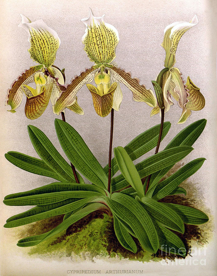 Orchid, Cypripedium Arthurianum,1891 Photograph by Biodiversity Heritage Library