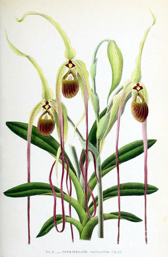 Orchid, Cypripedium Caudatum, 1880 Photograph by Biodiversity Heritage Library