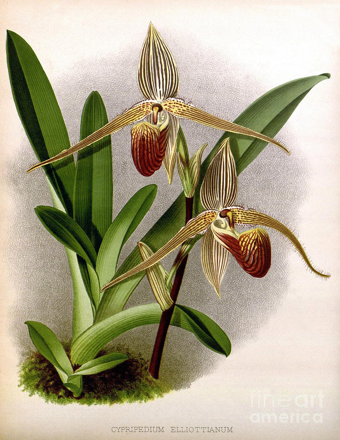 Orchid, Cypripedium Elliottianum, 1891 Photograph by Biodiversity Heritage Library
