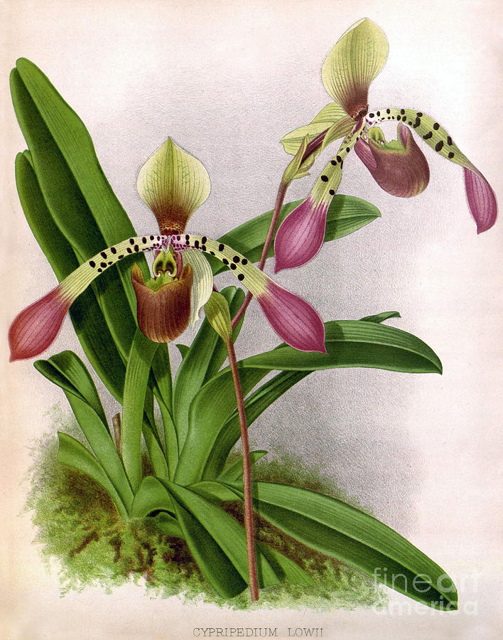 Orchid, Cypripedium Lowii, 1891 Photograph by Biodiversity Heritage Library Orchid, Cypripedium Lowii, 1891 Photograph by Biodiversity Heritage Library