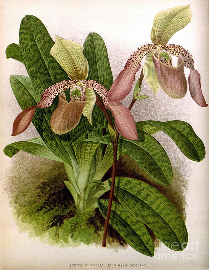 Orchid, Cypripedium Macropterum,1891 Photograph by Biodiversity Heritage Library