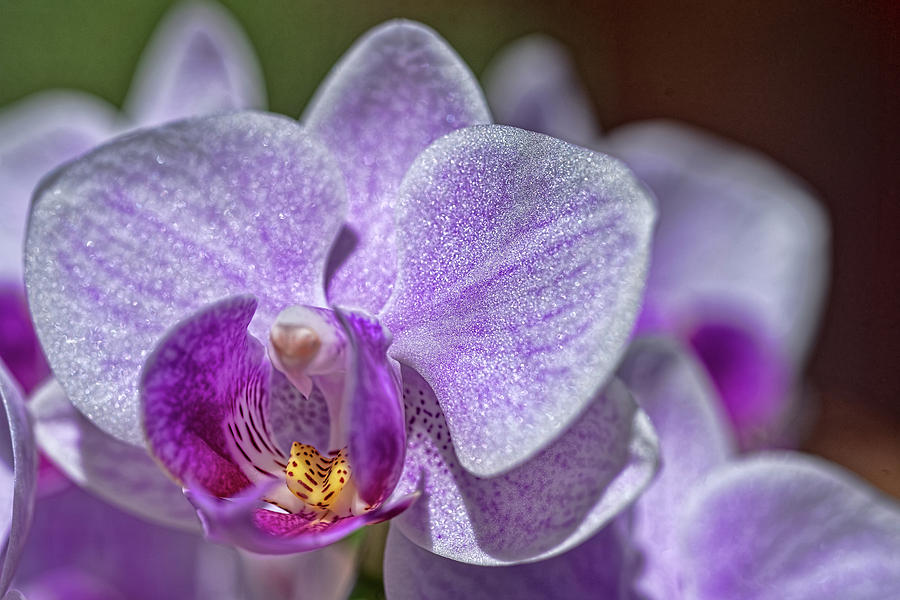Orchid Photograph by Dan McManus