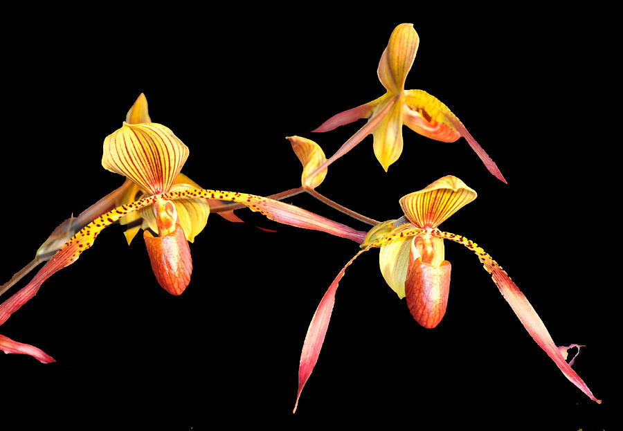 Orchid Photograph - Orchid Dance by Vijay Sharon Govender