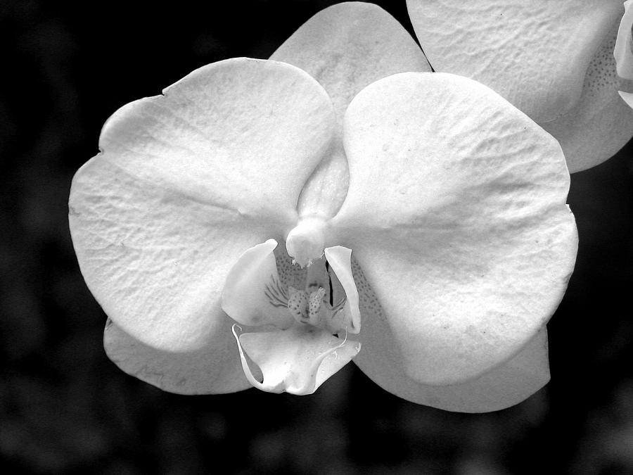 Black And White Photograph - Orchid by David Dunham